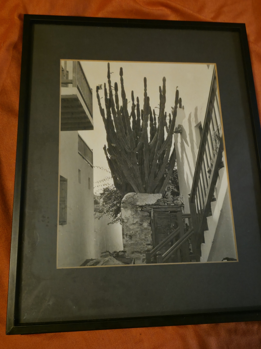 4/$25 Deal! Vintage Black and Cream Cactus Photography Print In Black Frame